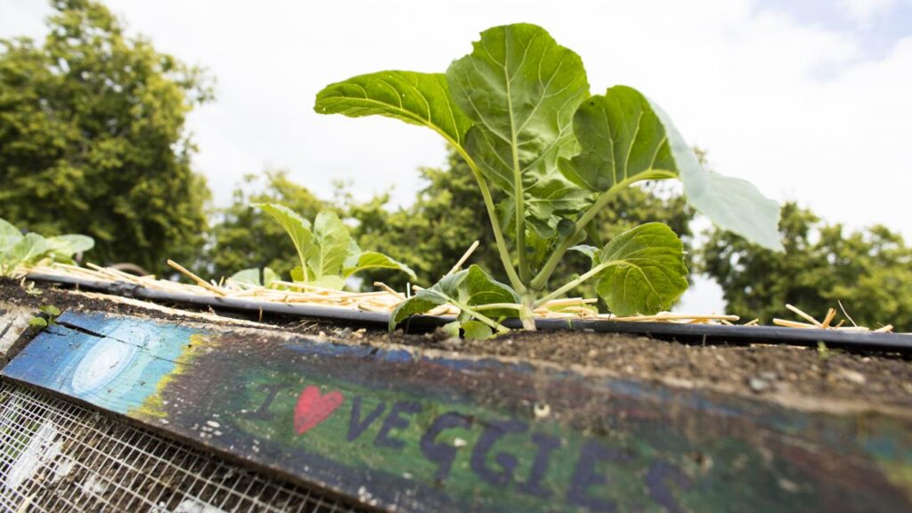 UC SAREP announces new sustainable agriculture and food systems awards
