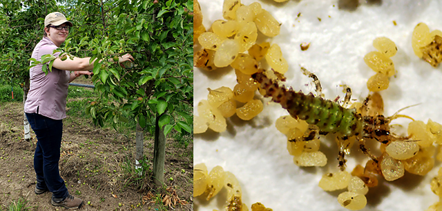 USDA honors ARS research entomologist