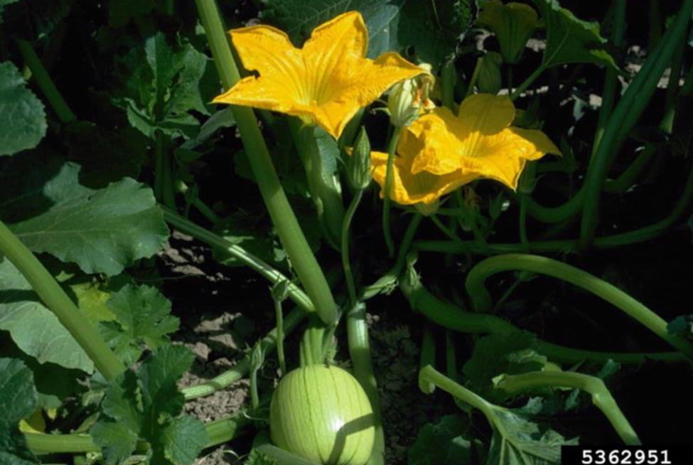Delayed fruit set and pumpkin development seen in 2020