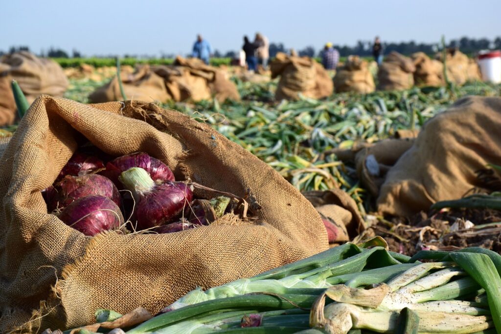 Unique onion variety starts Baloian Farms’ 40th harvest