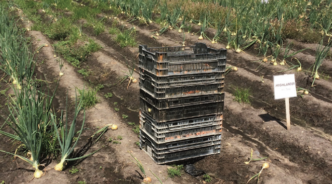 Michigan onion producers to vote on program continuation, amendments