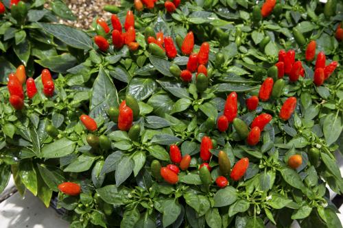 Chile Pepper Institute Feb. 4-5 in New Mexico