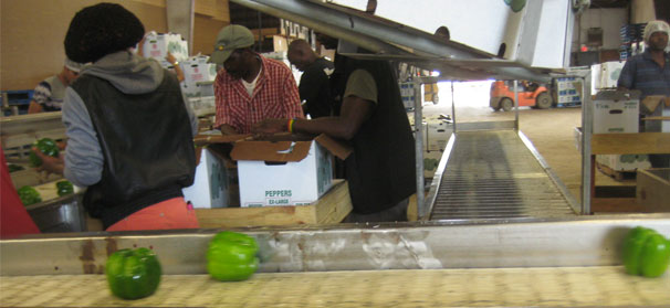 Refugee program gets to the ROOT of the labor problem