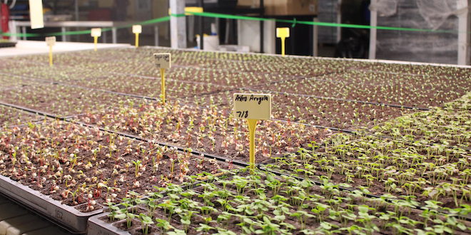 Revolution Farms continues to expand greenhouse operation