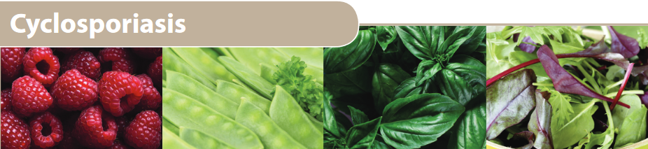 Test developed for detecting cyclospora in berries, leafy greens and herbs