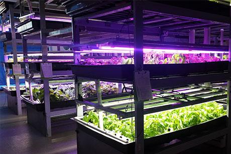University of Florida offers Hydroponic Vegetable Production online course