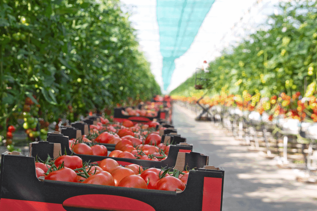 Rijk Zwaan tomato highly resistant against ToBRFV