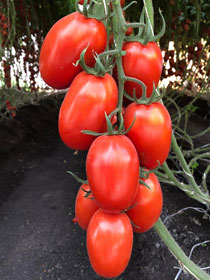Bayer working on tomatoes ‘symptomless’ for ToBRFV virus