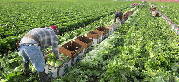 FDA, others to study human pathogens in Yuma region leafy greens
