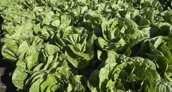 USDA updates Romaine lettuce E. coli outbreak case