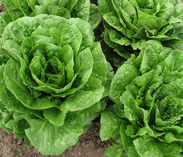 Researchers identify romaine lettuces that last longer