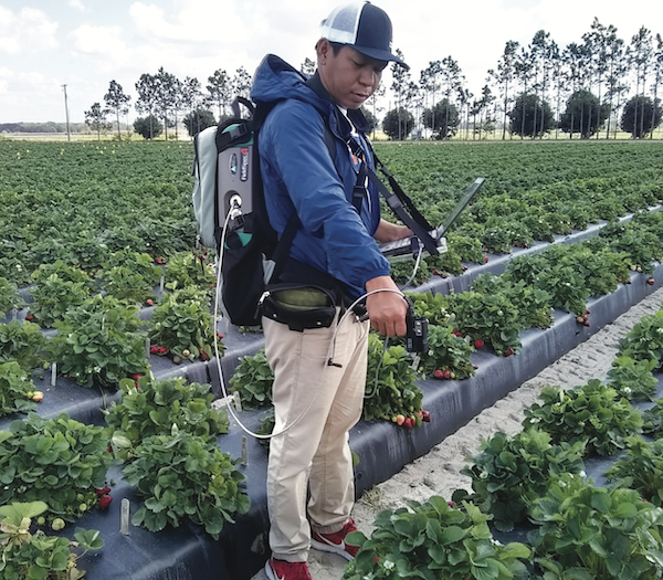 Powdery mildew detector gives strawberry growers tool to fight disease