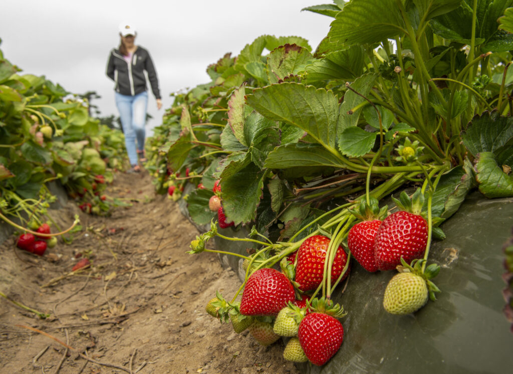 July 28 is date for virtual Annual Santa Maria Strawberry Field Day