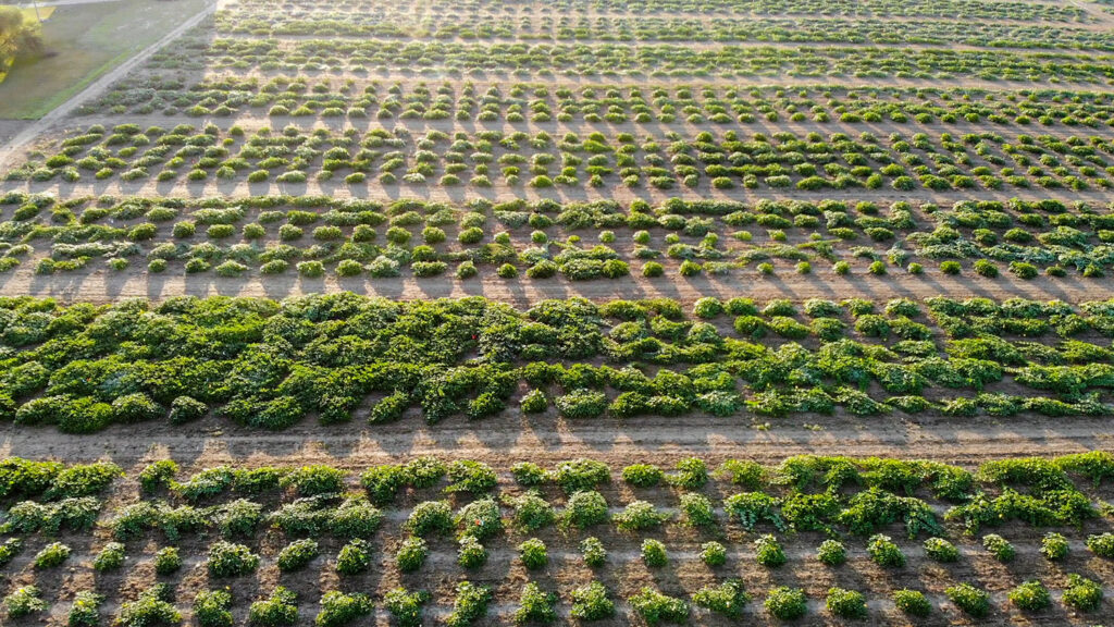 Rupp Seeds sells grain and forage division to focus on vegetables