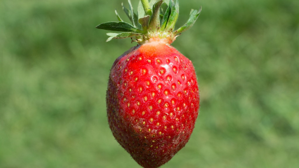 Rutgers unveils D’Light, a sweeter strawberry