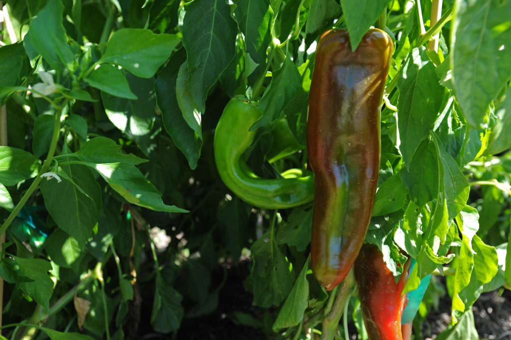 NMSU chile expert honored