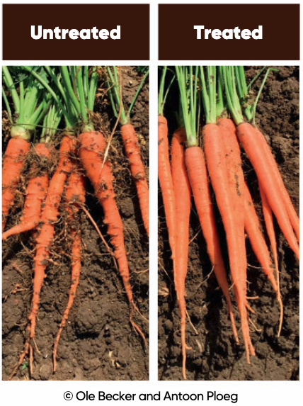 Building healthy soil by controlling plant-parasitic nematodes