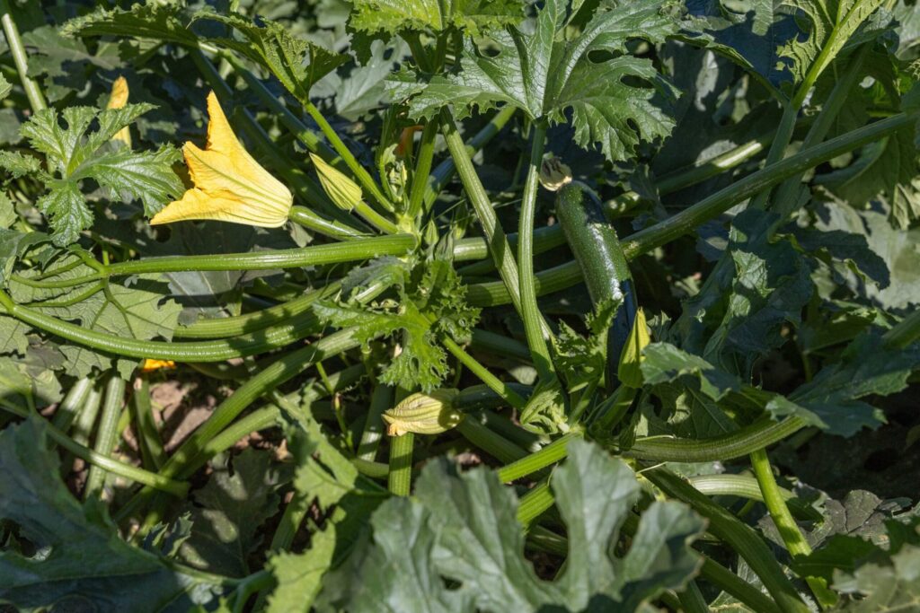 Squash Breeding Innovations from HM.CLAUSE Drive Grower-Focused Solutions
