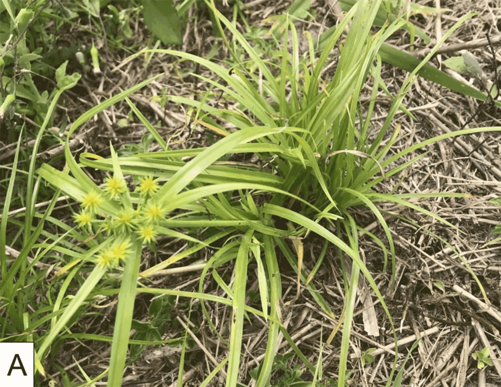 Harmful bacteria in ubiquitous weed detected for first time
