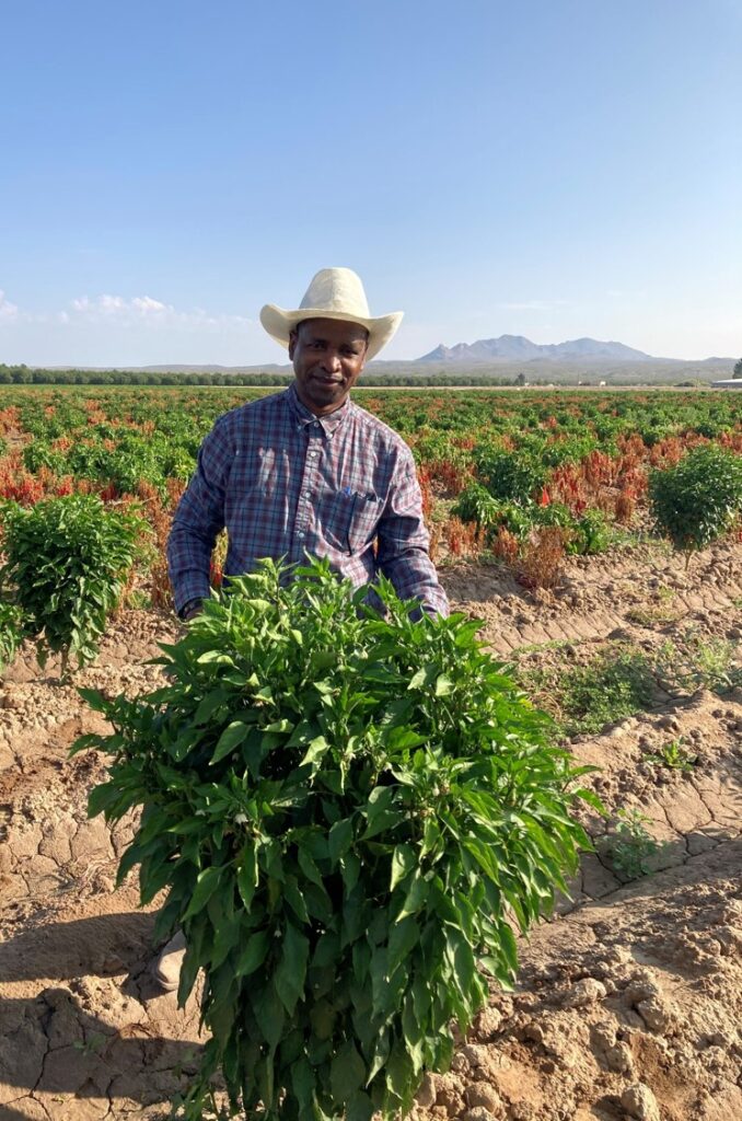 NMSU receives $450,000 grant for pepper production research