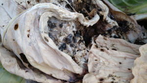 Sclerotinia in cabbage. Photo by Anna Testen.
