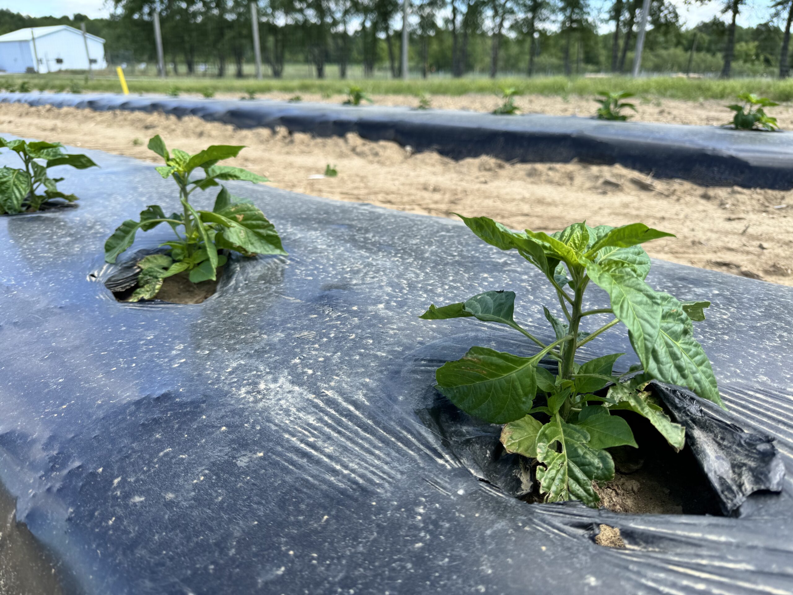 Photo of Scotch Bonnet plants 4 weeks after transplanting.