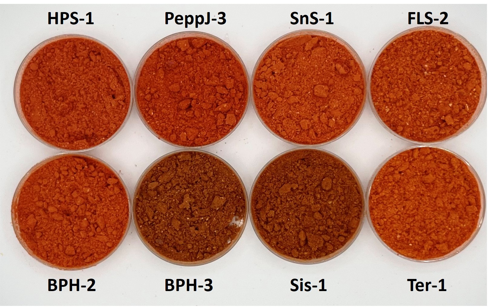 Photo of red scotch bonnet powder. Photo courtesy Yepez.
