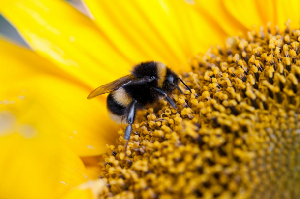 Study: high pollinator density benefits small farms
