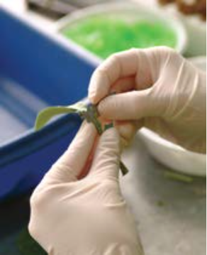 Seedless watermelons focus of grafting study