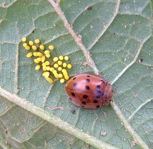 New research offers tips for managing Mexican bean beetle