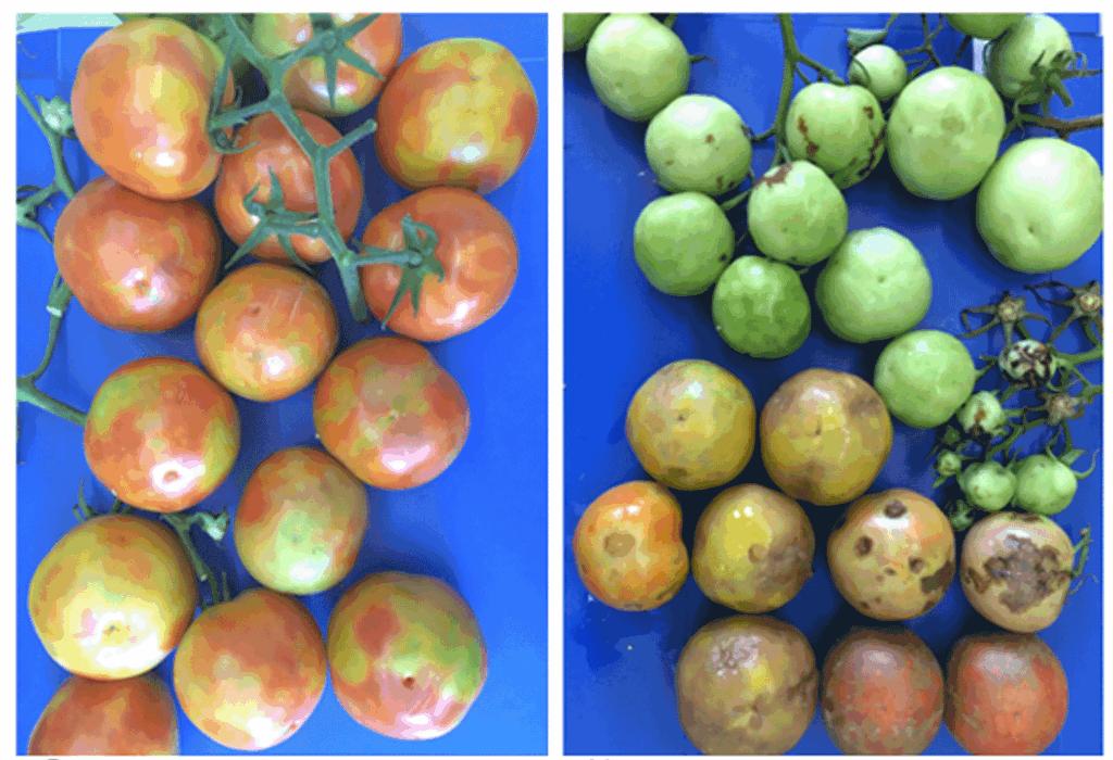 Controlling tomato brown rugose fruit virus