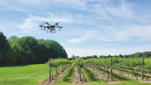 Seyval grapes at Domaine Berrien. Photo courtesy of Mike Reinke of MSU Extension.