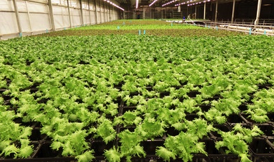 Shenandoah Growers opens indoor BioFarms as certified organic