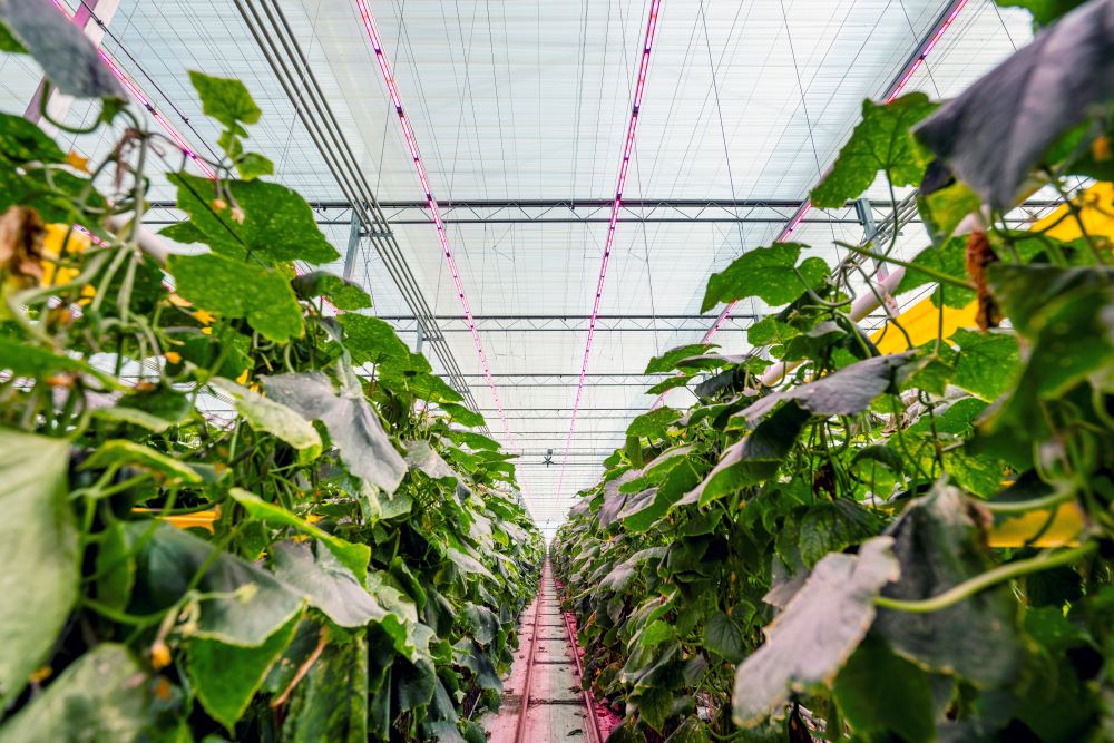 Great Lakes Greenhouses cucumber production. Photo courtesy of Signify.