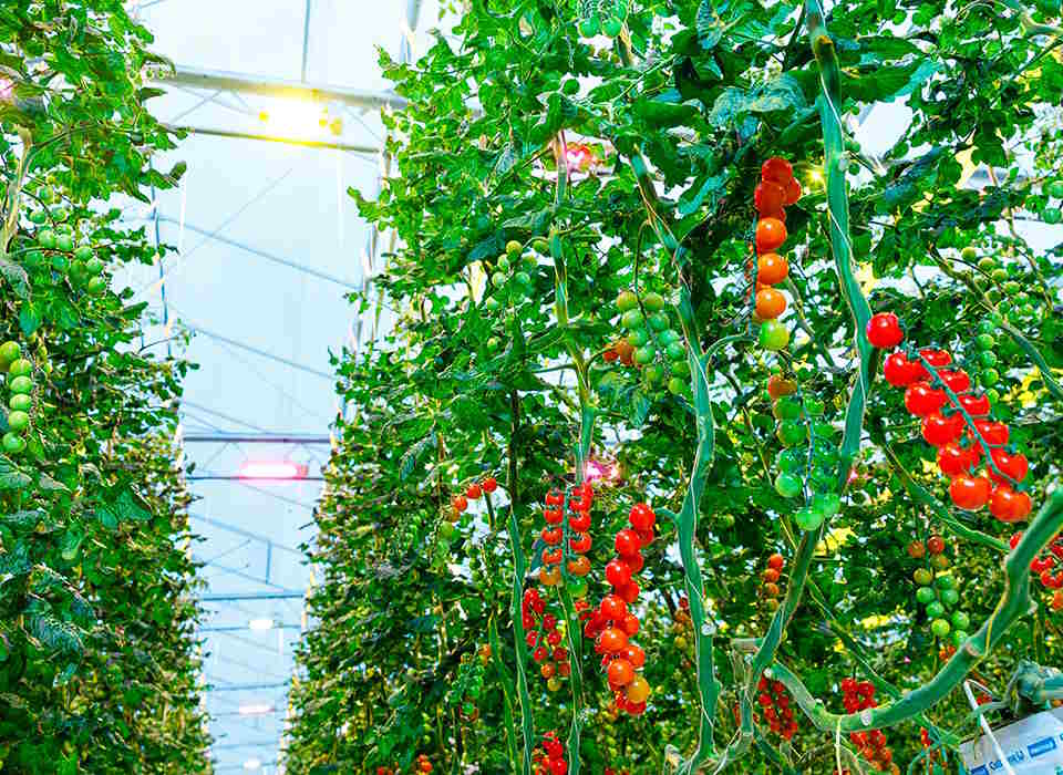 LED lights help improve tomato yields
