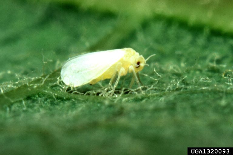 Watch for high silverleaf whitefly activity in Southeast