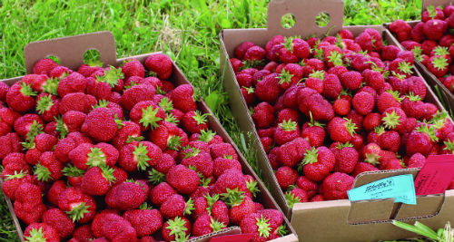 SkellysFarmMarket2