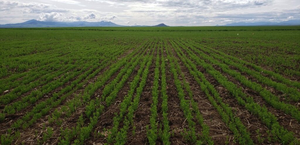 Award will help study and fight soil compaction