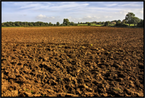 Want to grow more with less? Beneficial soil microbes are your best friend