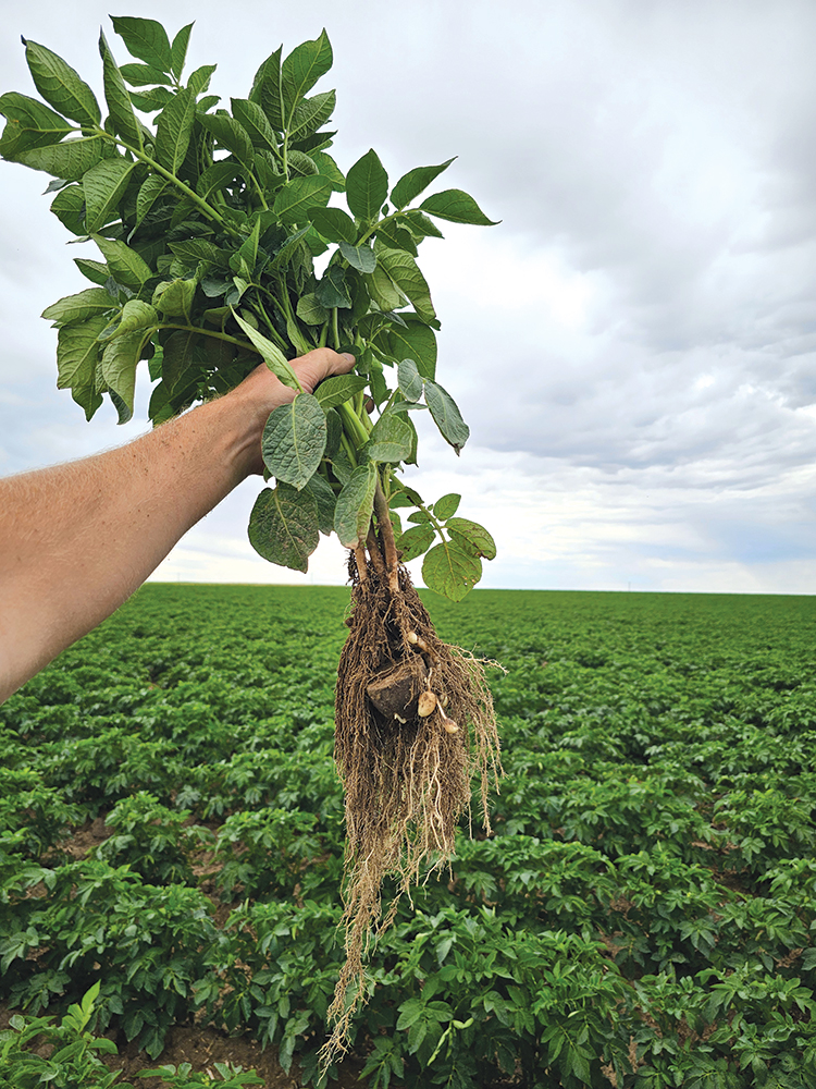 Farmer holding up a plant with roots exposed above a green field under a cloudy sky