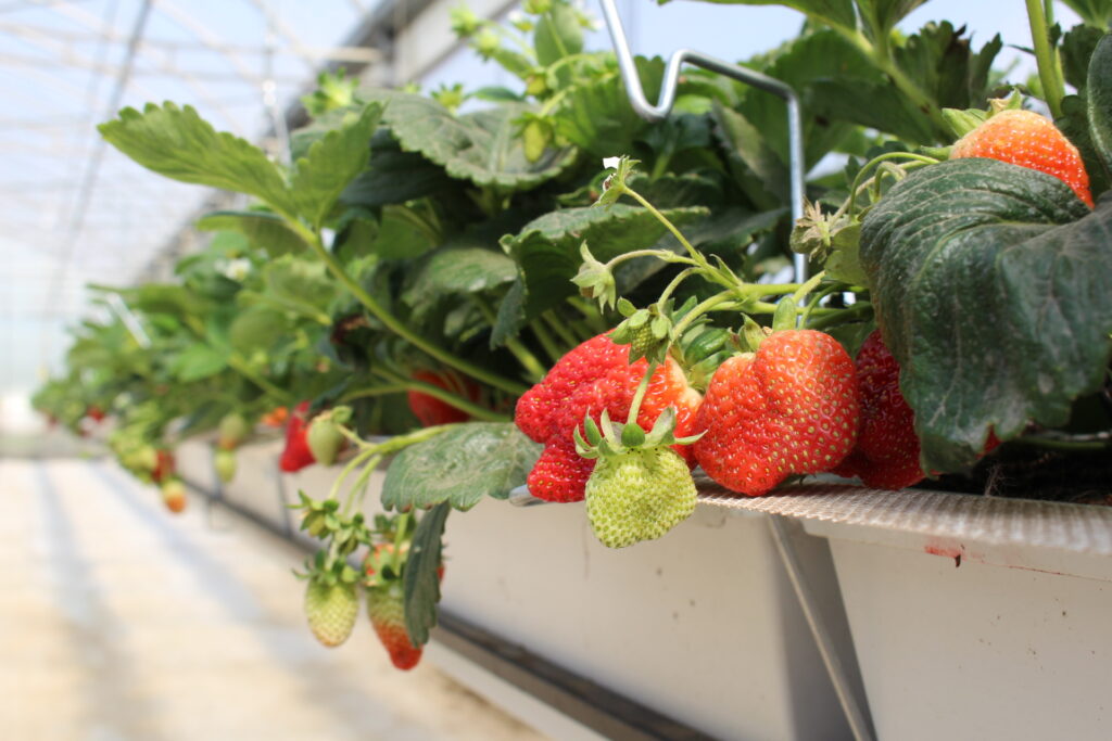 Ohio State University schedules High Tunnel Soilless Strawberry Field Night