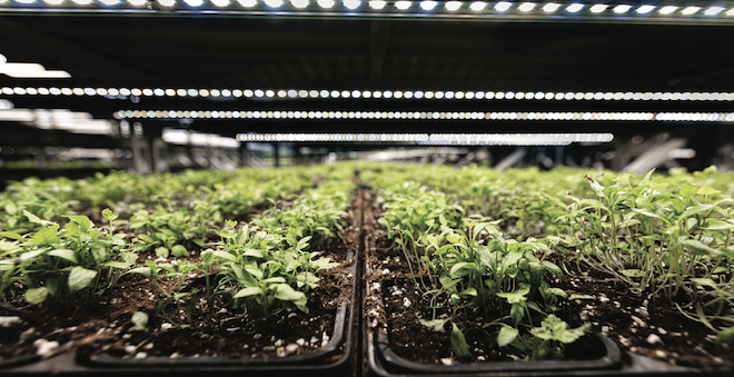 Soli Organic thrives at indoor, in-dirt organic growing of herbs, greens