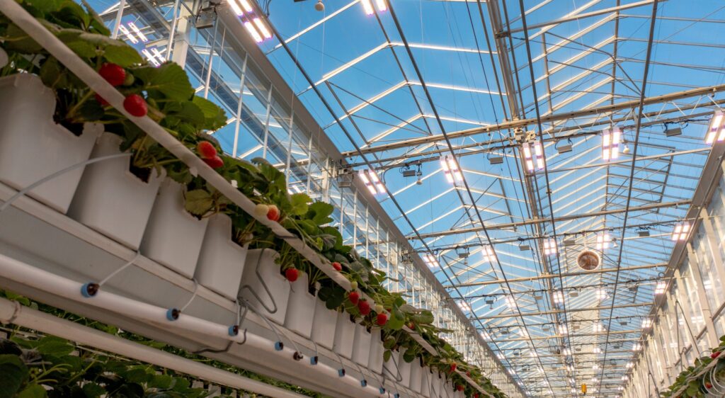 Canadian greenhouse lighting effort involves strawberries