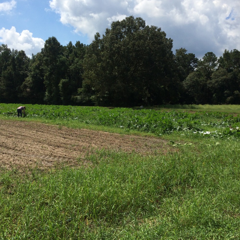 Clemson announces Coastal Research and Education Center Field Day