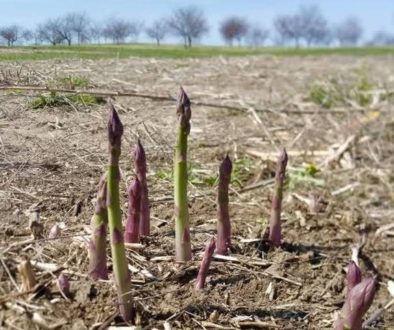 Despite a late start, Michigan asparagus growers confident