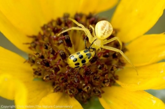 Spotted cucumber beetle management urged in Illinois