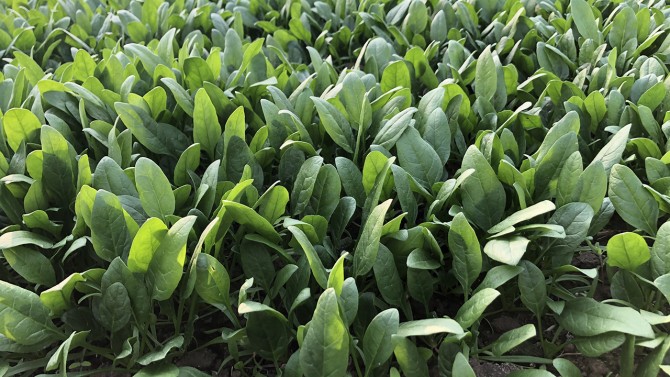 Gene discoveries could lead to heartier, less gritty spinach