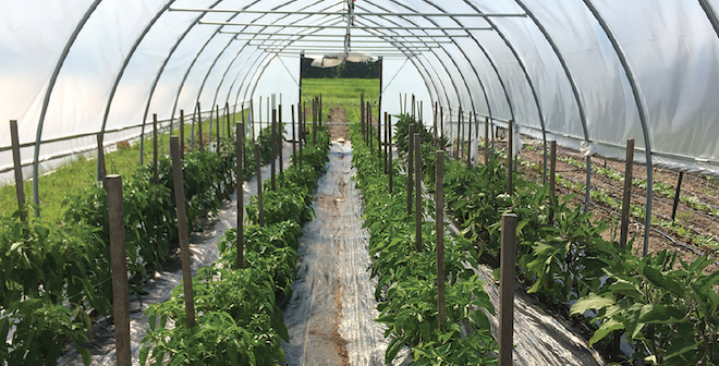 Hoop house soil, tissue testing and pH check pay off