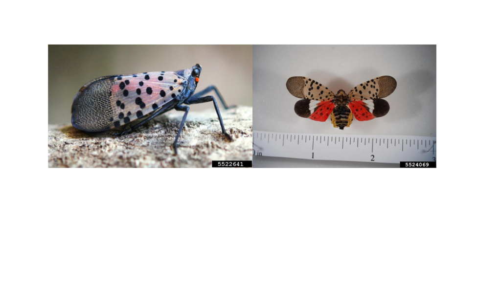 Invasive Spotted lanternfly detected in Georgia