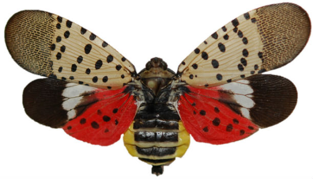 Funding available to New Jersey counties for spotted lanternfly treatment